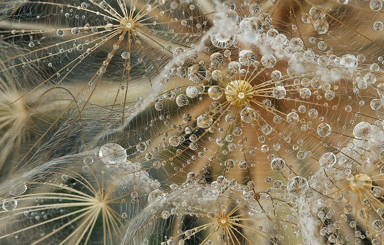 Photo wallpaper drops, macro, fluff, dandelions, rain, after