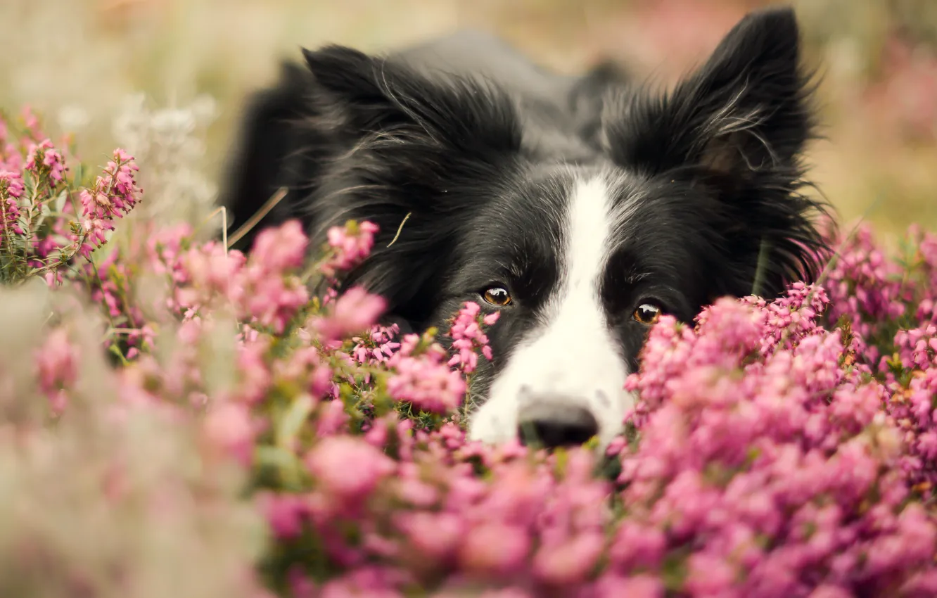 Photo wallpaper face, flowers, portrait, dog, the border collie, Wallpaper from lolita777
