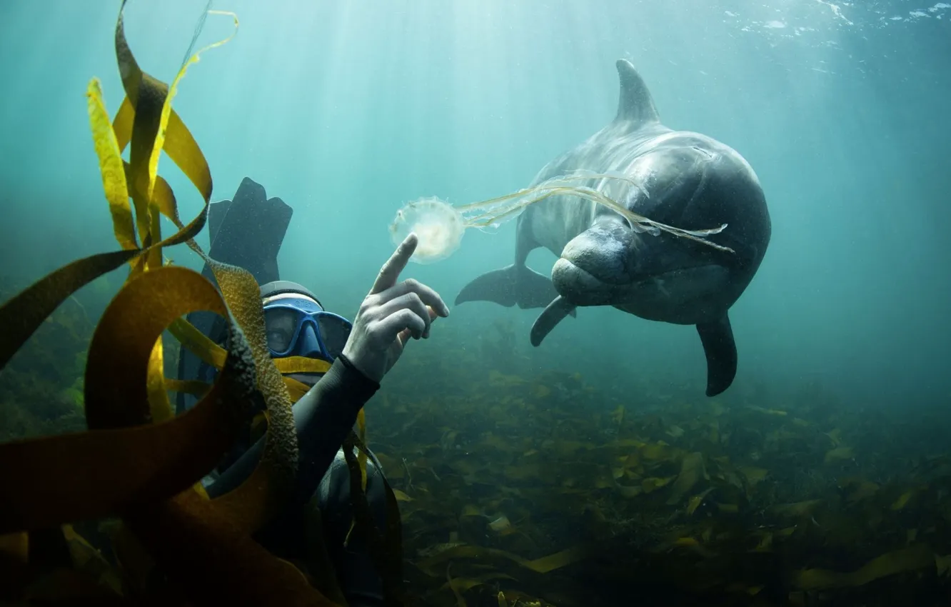 Photo wallpaper algae, Dolphin, The ocean, the diver, Medusa.