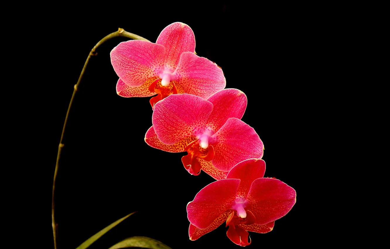 Photo wallpaper macro, background, inflorescence, Orchid, petals
