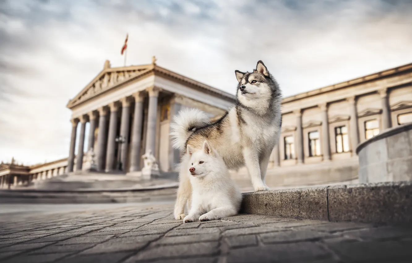 Photo wallpaper a couple, Pomski, dogs