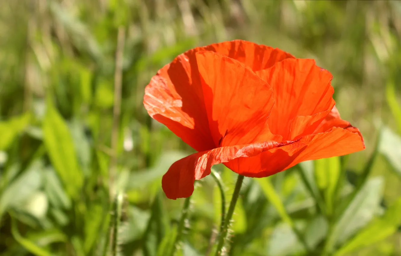 Photo wallpaper red, flower, poppy, blooming