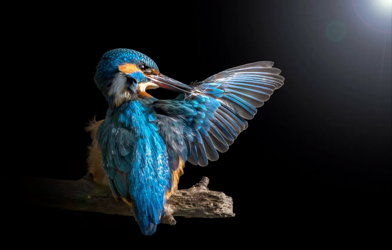 Photo wallpaper light, bird, branch, wing, Blik, Kingfisher