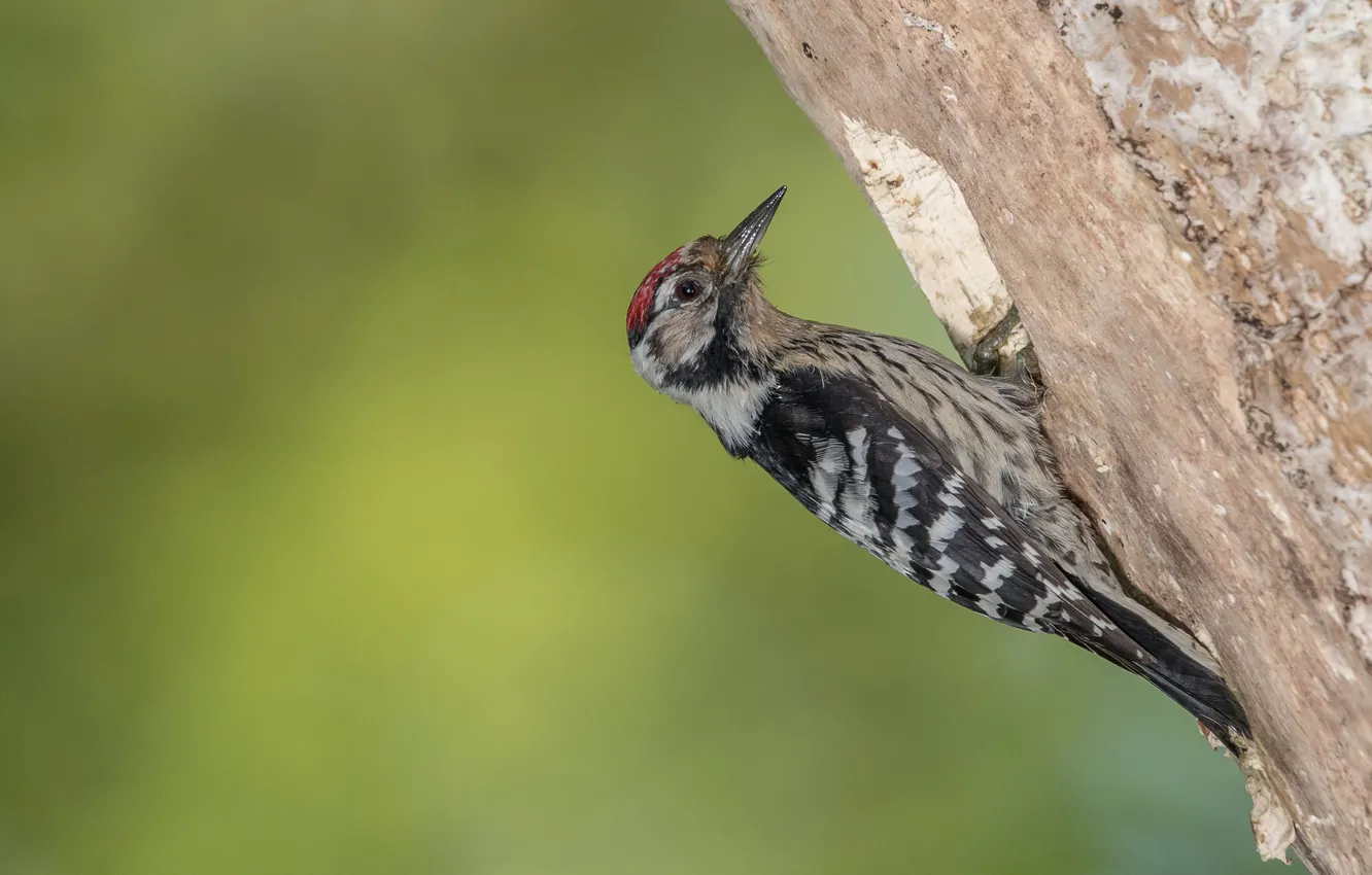 Photo wallpaper birds, tree, woodpecker