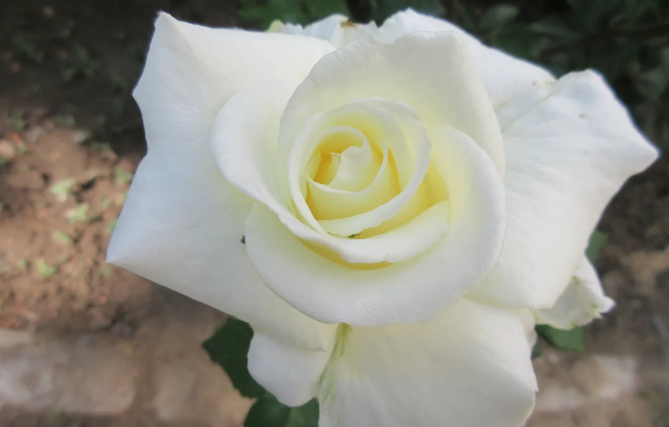 Photo wallpaper Rose, Flower, White rose, Meduzanol ©, Summer 2018