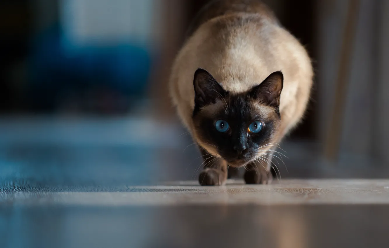 Photo wallpaper cat, look, blue eyes, bokeh, Siamese cat