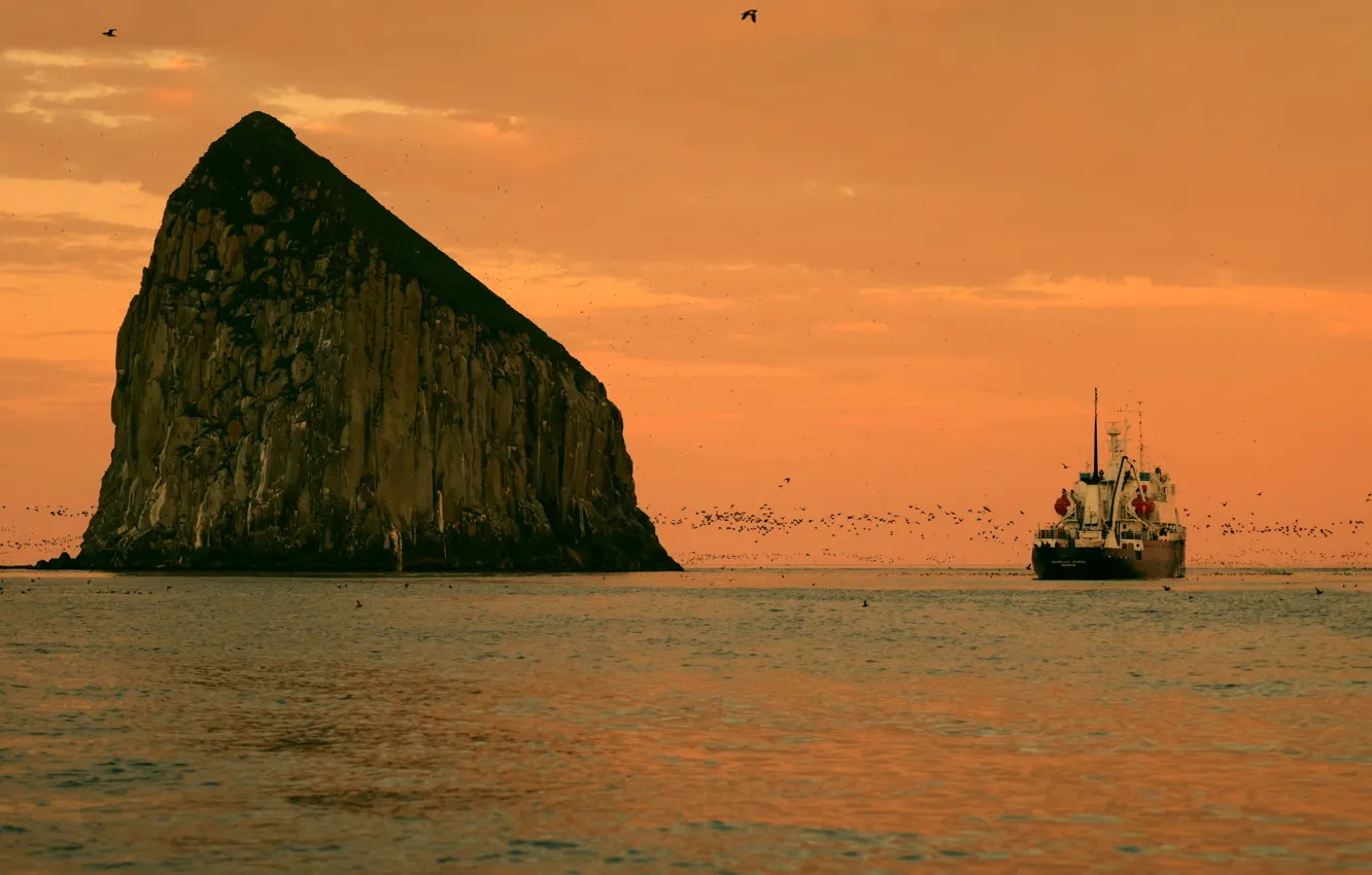 Photo wallpaper sea, the sky, rocks, bird, ship, dawn