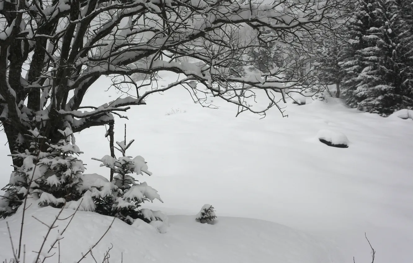 Photo wallpaper winter, snow, frost, the snow, winter, snow, frost