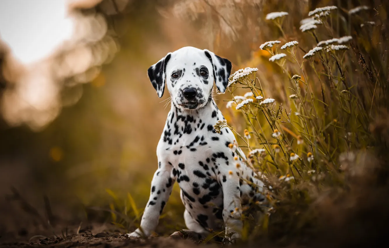 Photo wallpaper look, nature, pose, dog, face