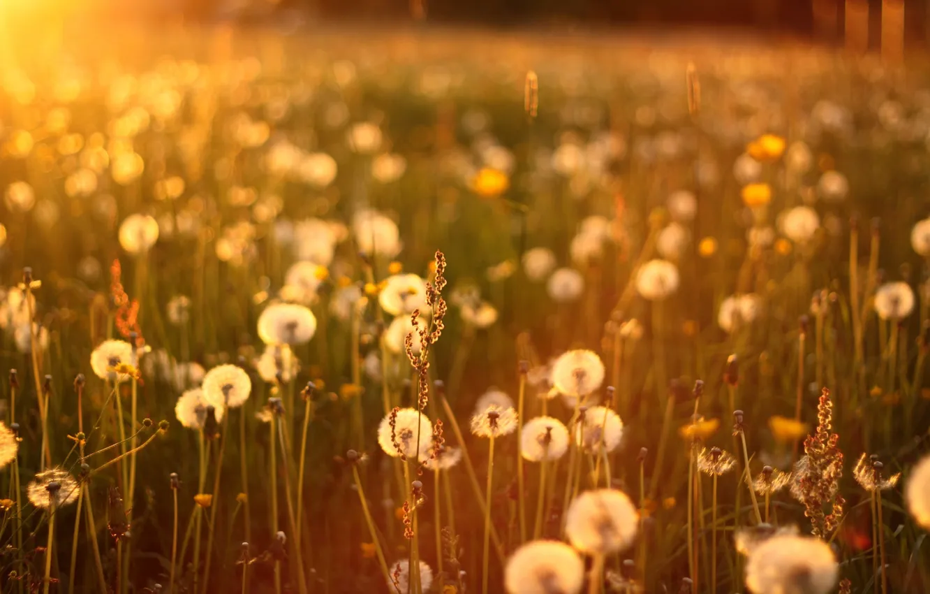 Photo wallpaper grass, the sun, sunset, dandelions, sunset, sun