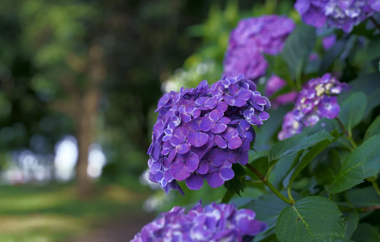 Photo wallpaper flowers, branches, background, Bush, flowering, lilac, hydrangea