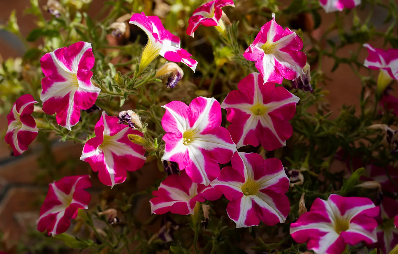 Photo wallpaper light, flowers, garden, pink, flowerbed, striped, Petunia, two-tone