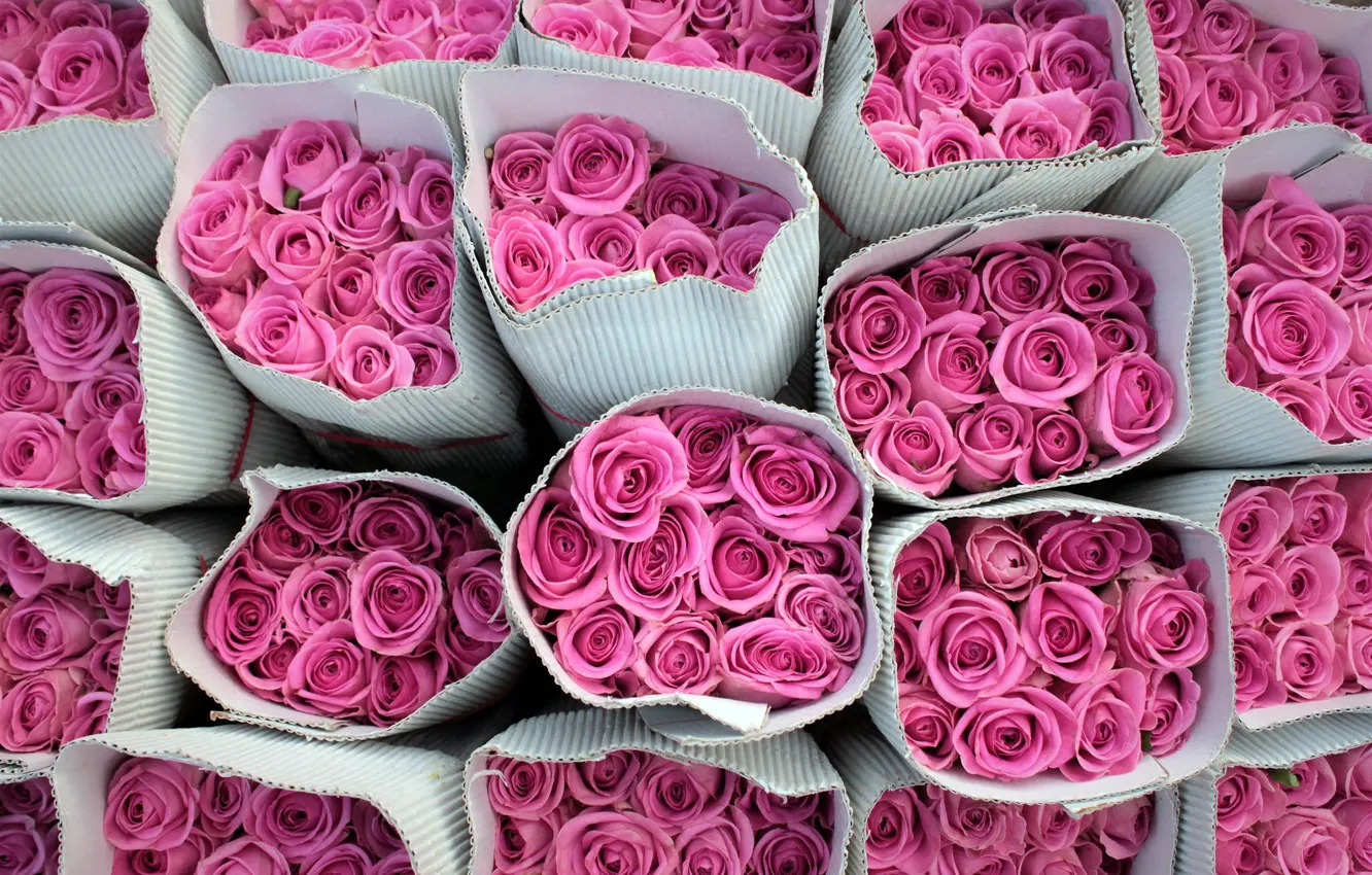 Photo wallpaper flowers, background, roses