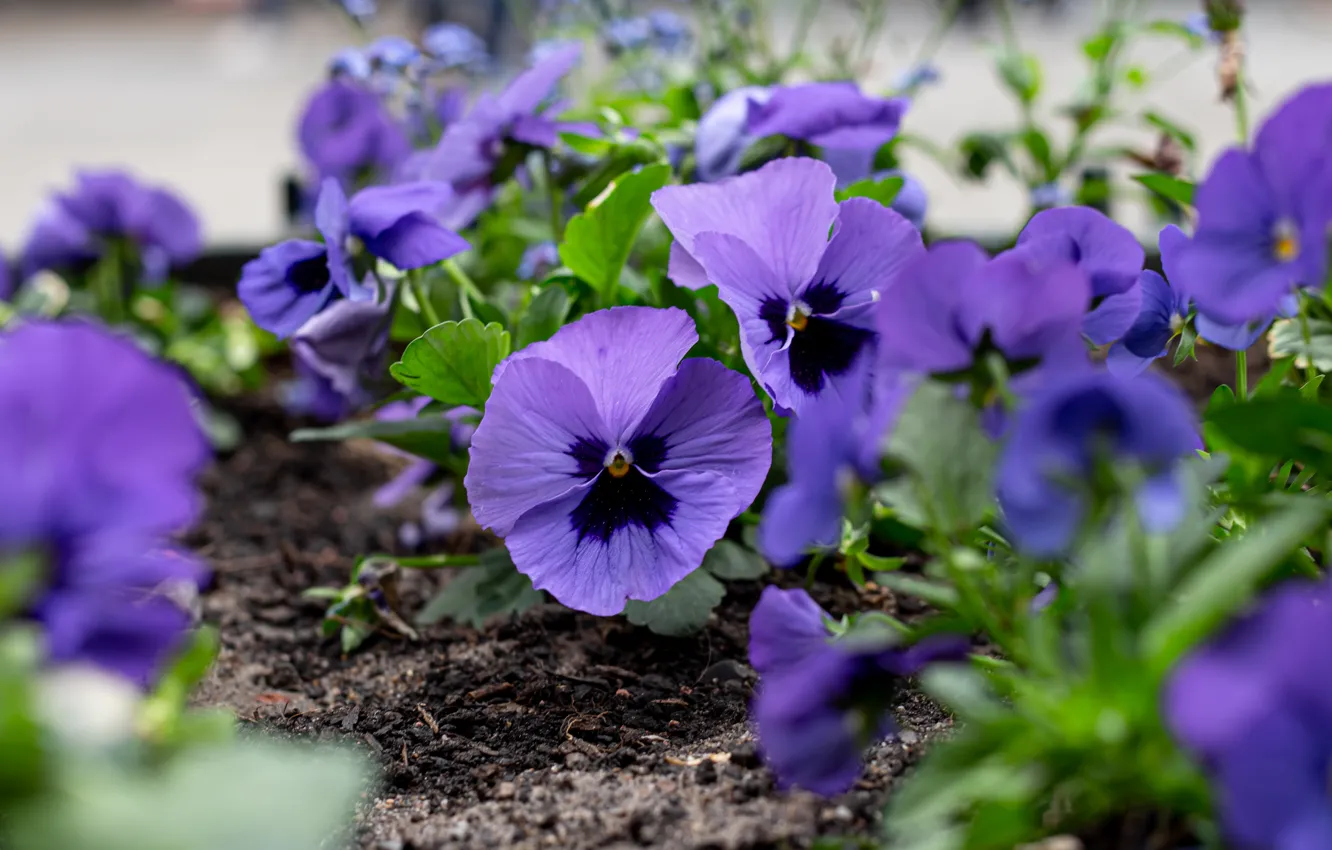Photo wallpaper purple, flowers, Pansy, lilac, viola