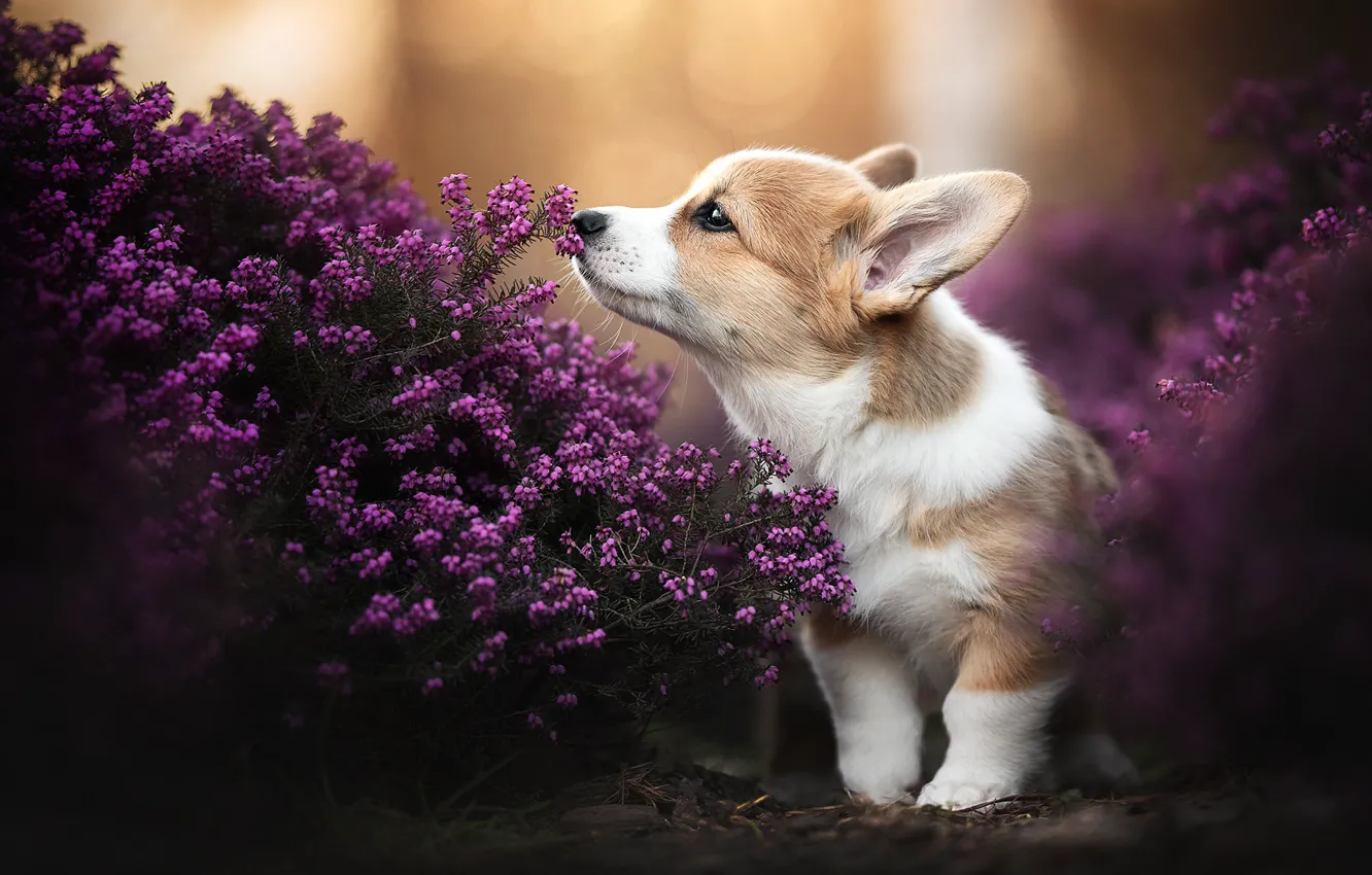 Photo wallpaper dog, puppy, doggie, Heather, Welsh Corgi