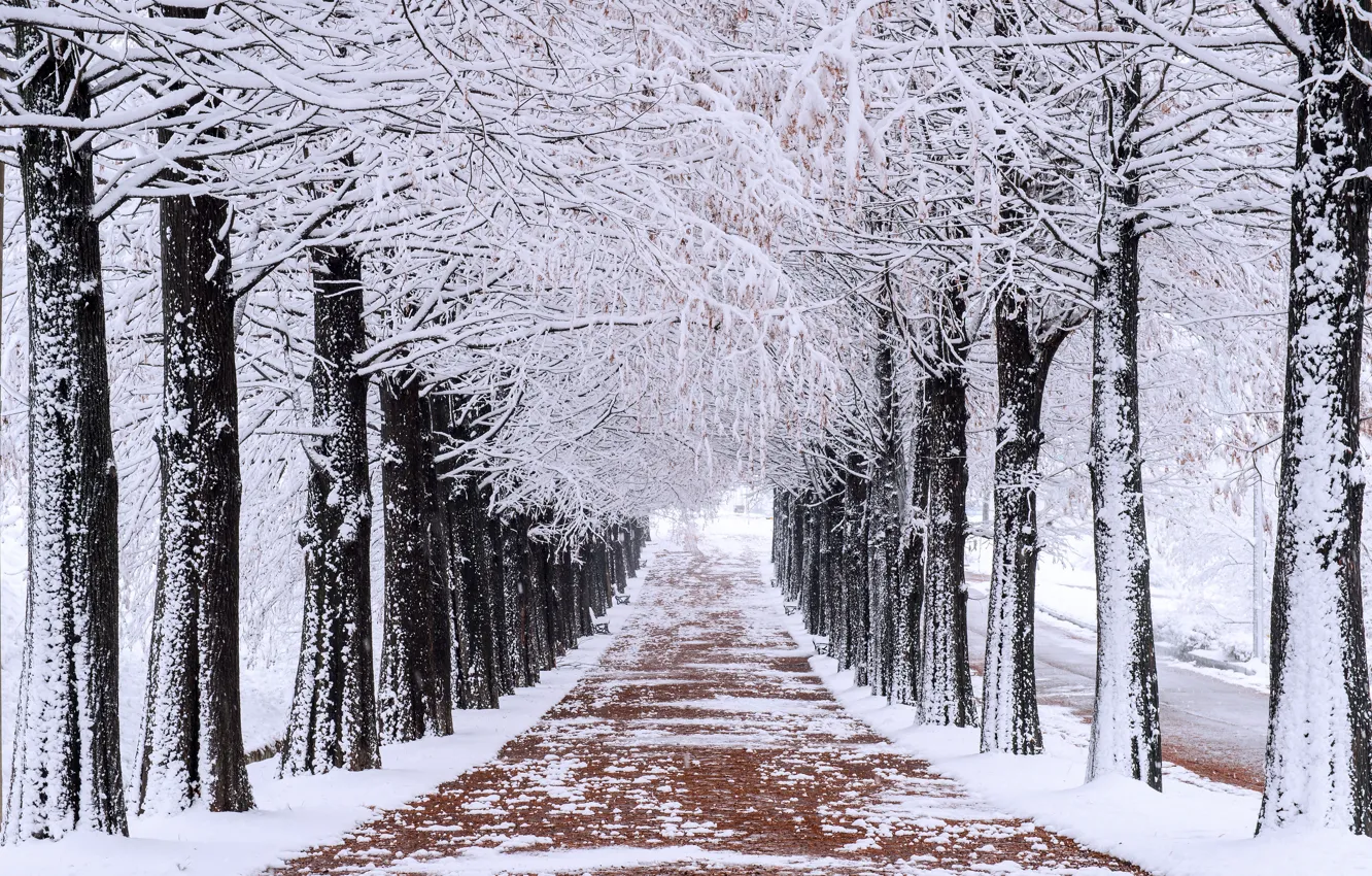 Photo wallpaper winter, snow, trees, Park, alley, trees, landscape, park