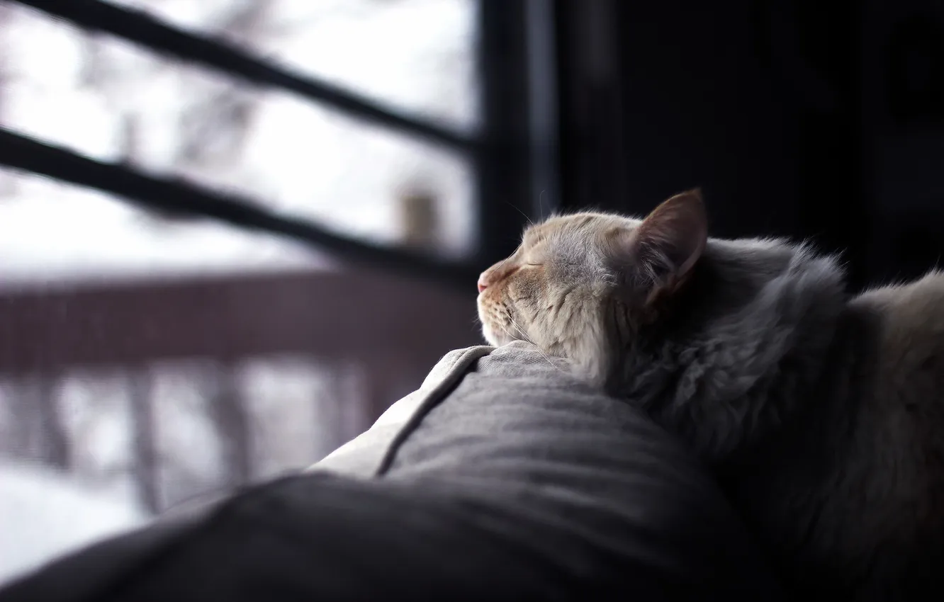 Photo wallpaper cat, look, background