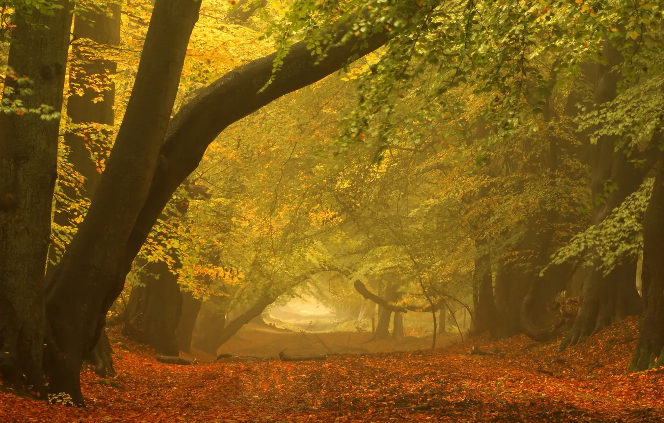 Photo wallpaper autumn, landscape, Park