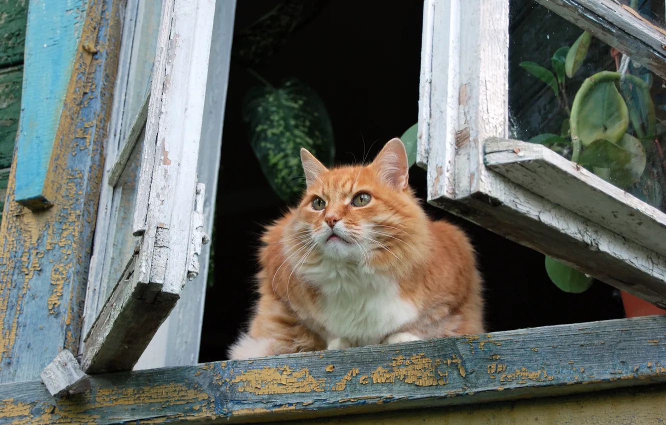 Photo wallpaper what, take a walk, go