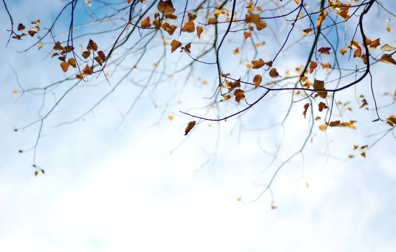 Photo wallpaper autumn, the sky, leaves, nature, background, Wallpaper, plants, branch