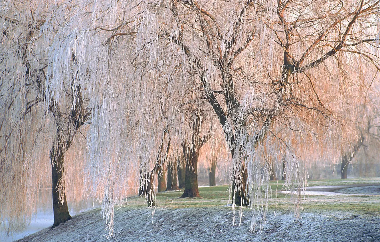 Photo wallpaper winter, frost, trees, nature, willow
