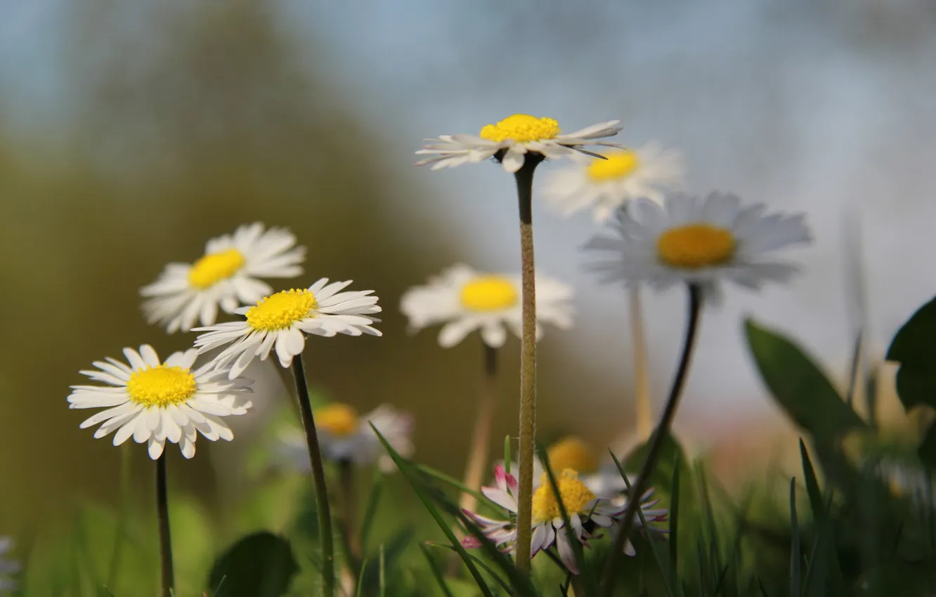 Photo wallpaper grass, background, chamomile, white, pink and white