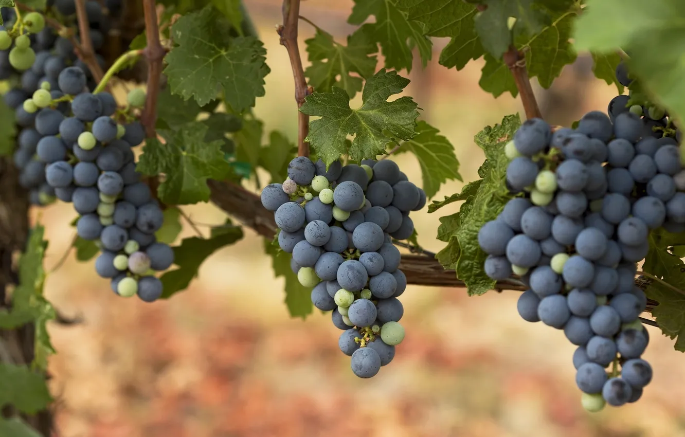 Photo wallpaper grapes, bunches, vine