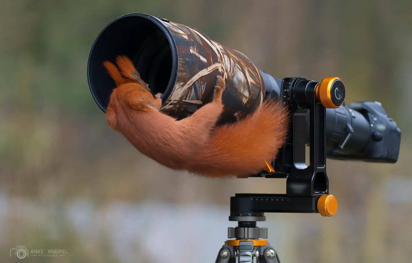 Photo wallpaper protein, pipe, camera, interesting