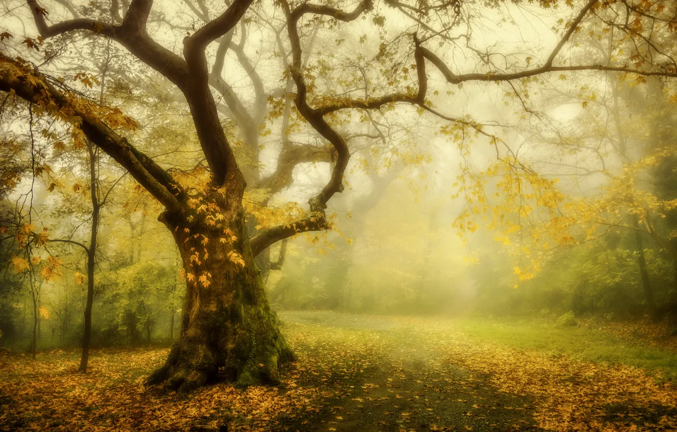 Photo wallpaper autumn, trees, fog