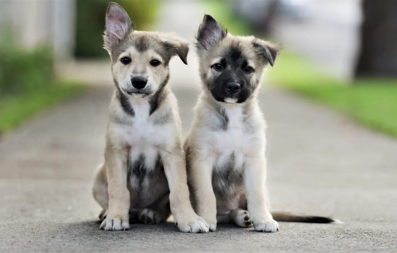 Photo wallpaper road, dogs, look, puppies, road, faces, sitting, dogs