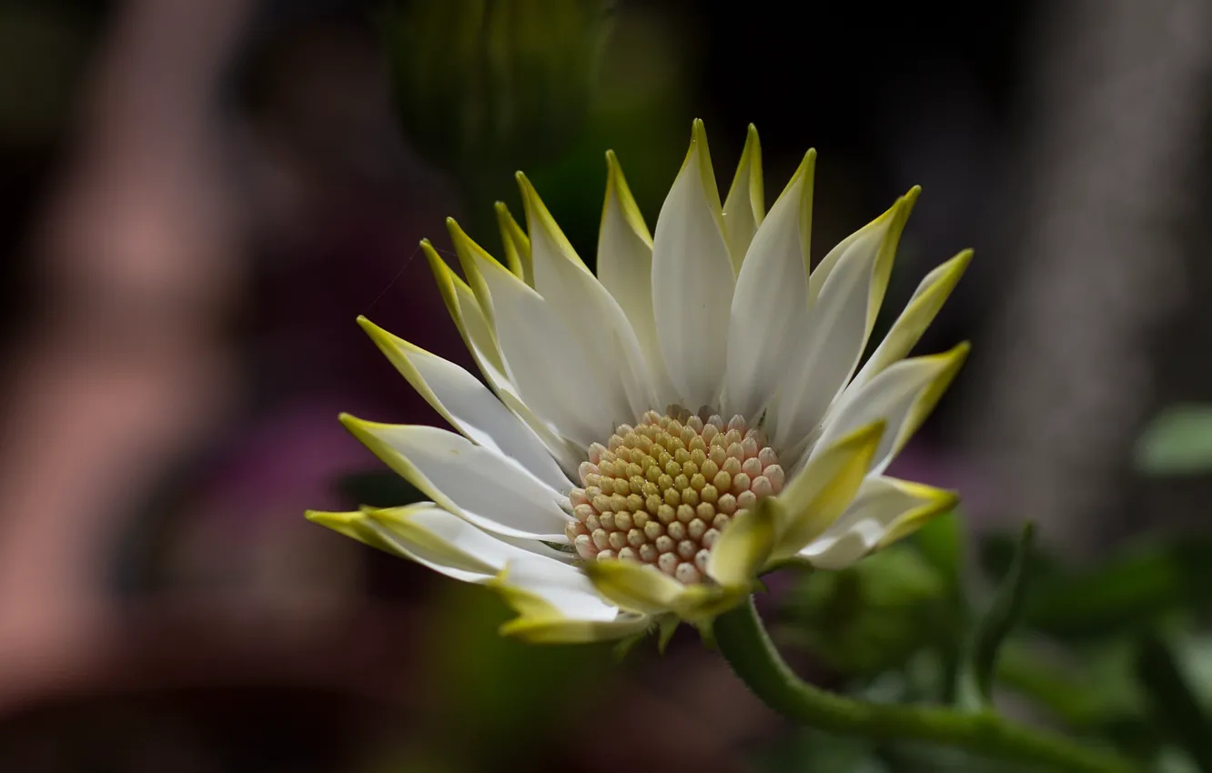 Photo wallpaper spring, gerbera, african daisy