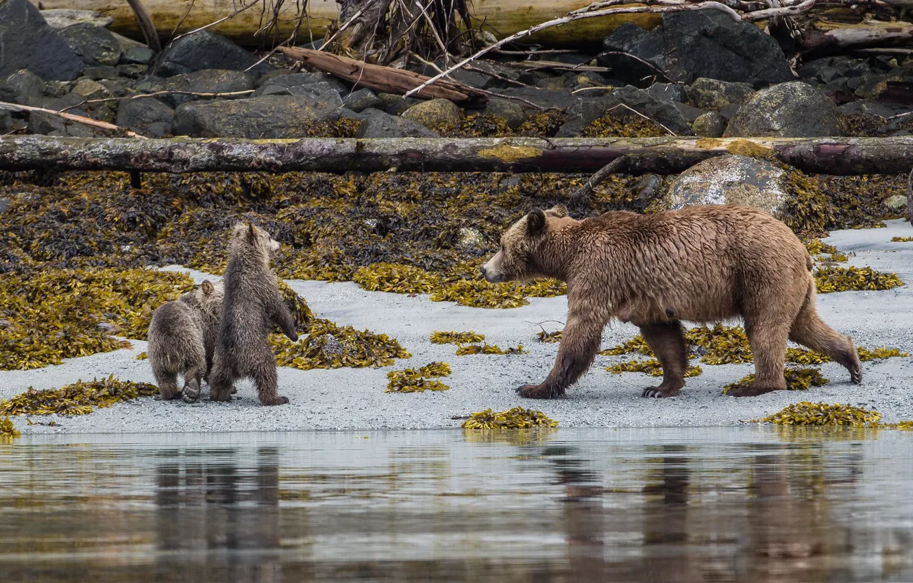 Photo wallpaper Beach, Grizzly, Bears