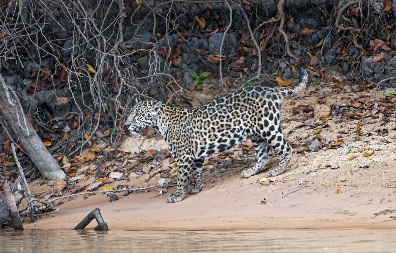 Photo wallpaper predator, Jaguar, cub, wild cat