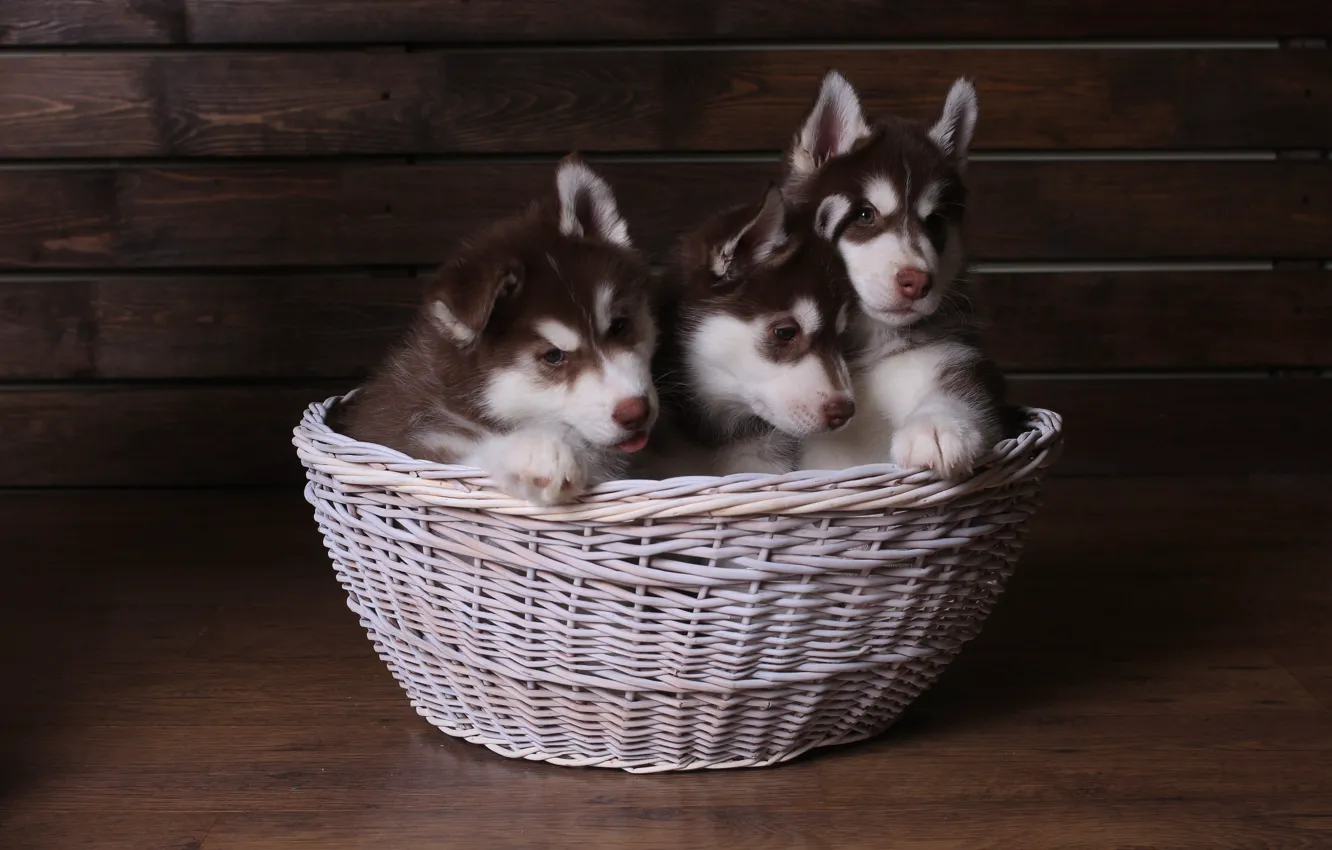 Photo wallpaper puppy, cutie, husky