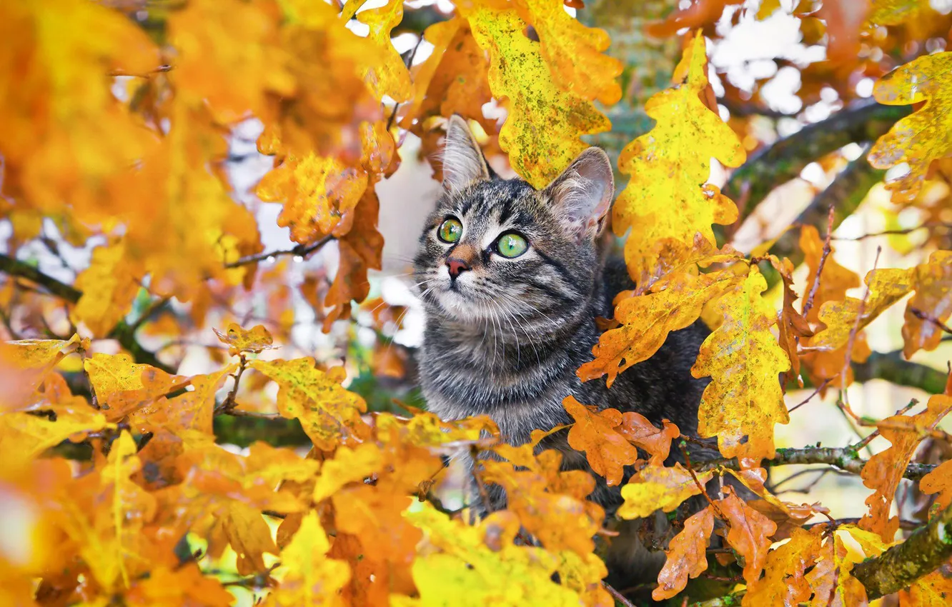 Photo wallpaper autumn, cat, look, pose, foliage, kitty, face