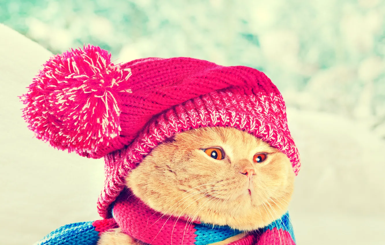Photo wallpaper cat, cat, hat, scarf