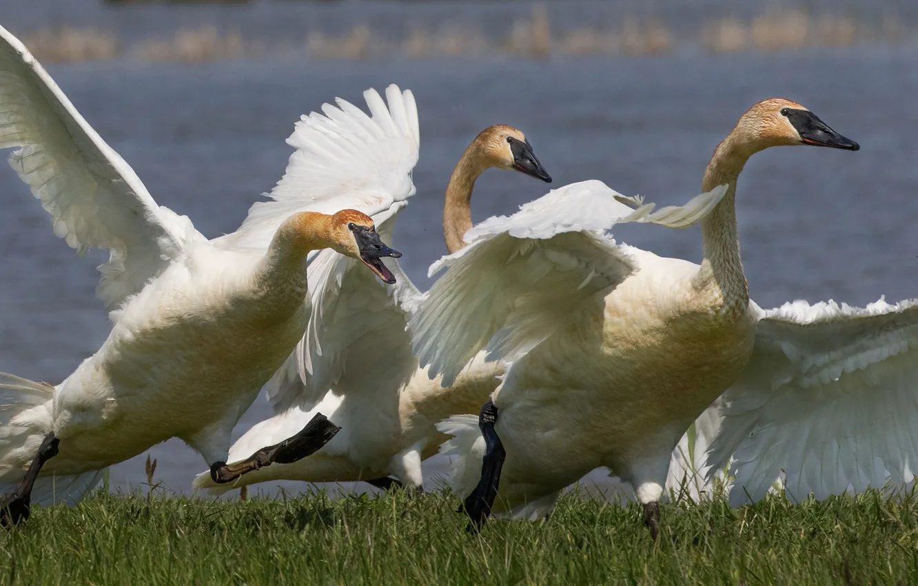 Photo wallpaper birds, wings, beak, swans, neck, common Swan-trumpeter