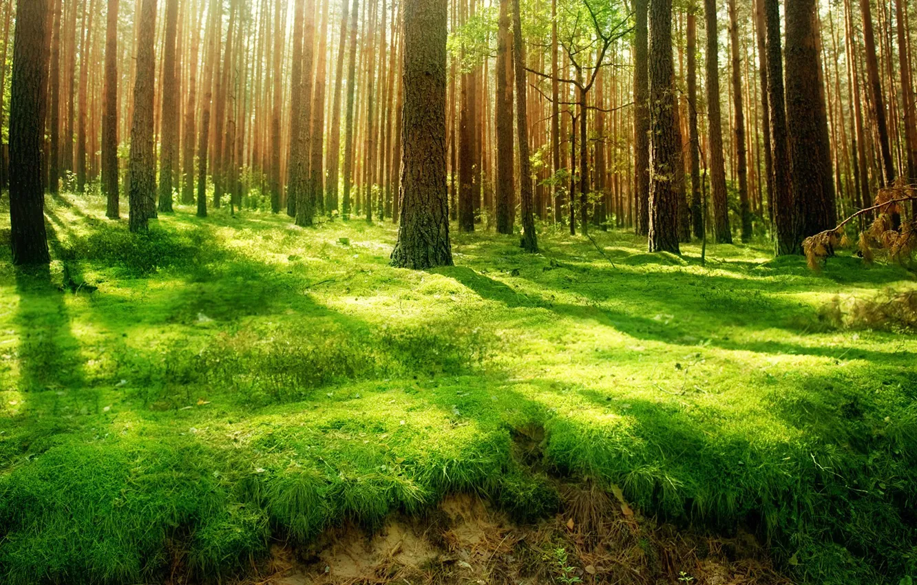 Photo wallpaper greens, forest, grass, rays, light, trees, open, trunks
