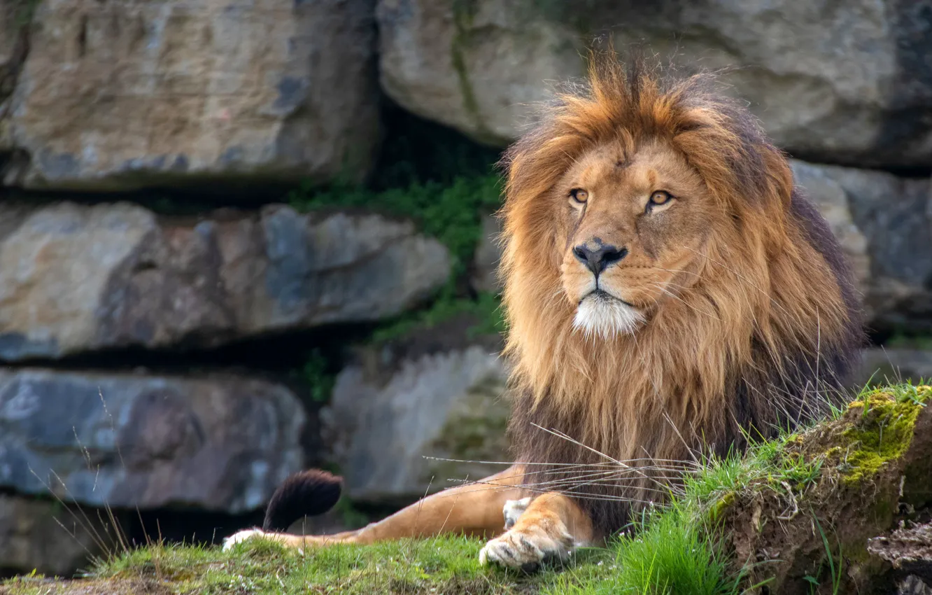 Photo wallpaper grass, look, face, stones, Leo, lies, zoo, hill