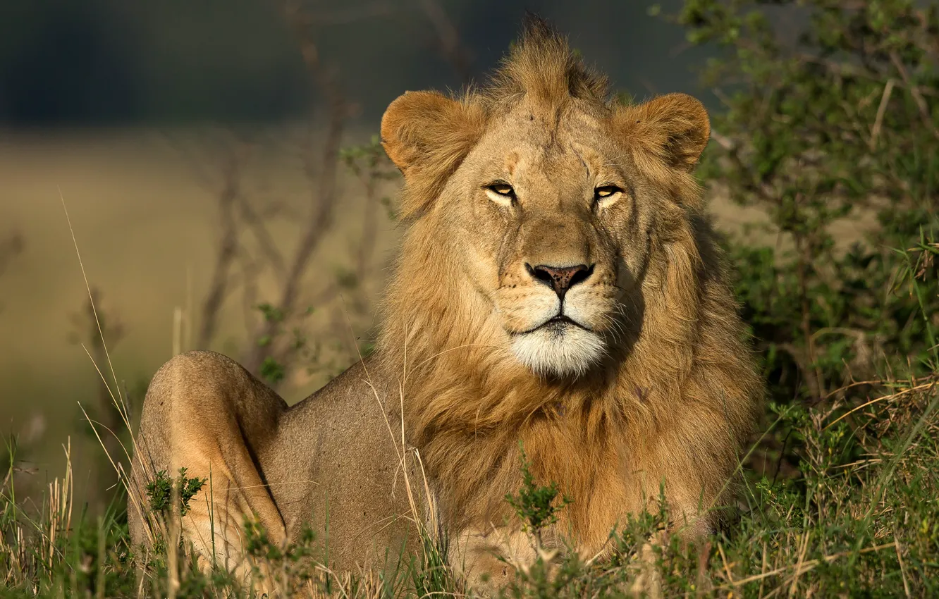 Photo wallpaper grass, look, face, light, portrait, Leo, lies, young