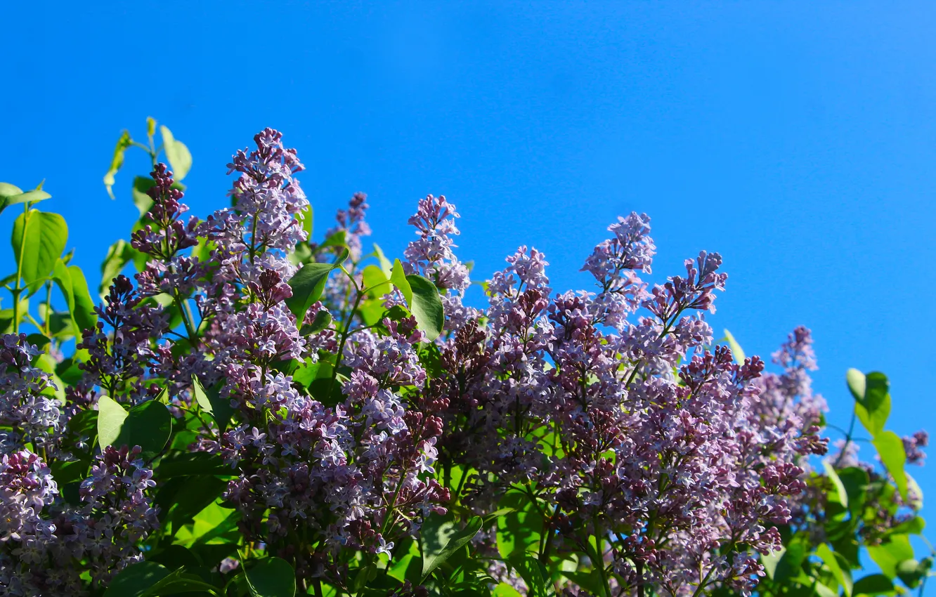 Photo wallpaper flower, spring, lilac, twigs, blooming
