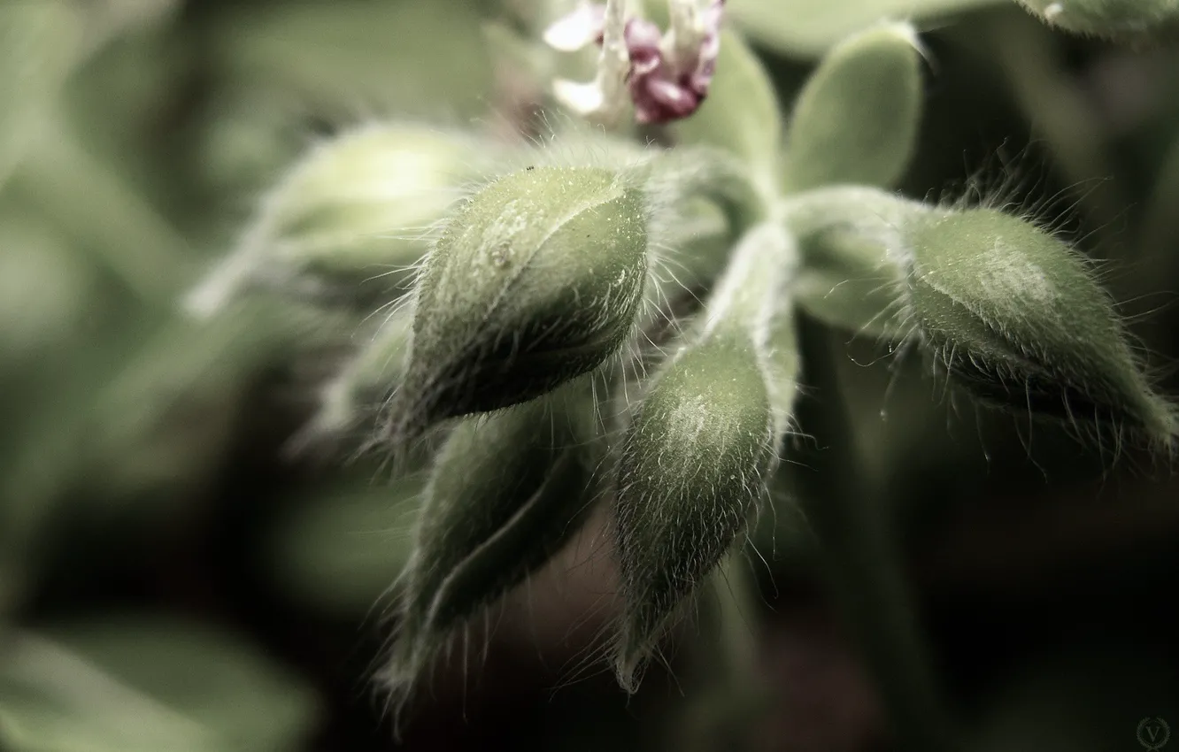 Photo wallpaper flower, microsemi, plant