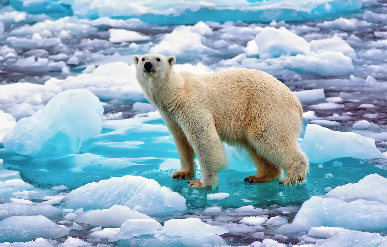 Photo wallpaper snow, ice, Norway, polar bear, polar bear, Northern bear