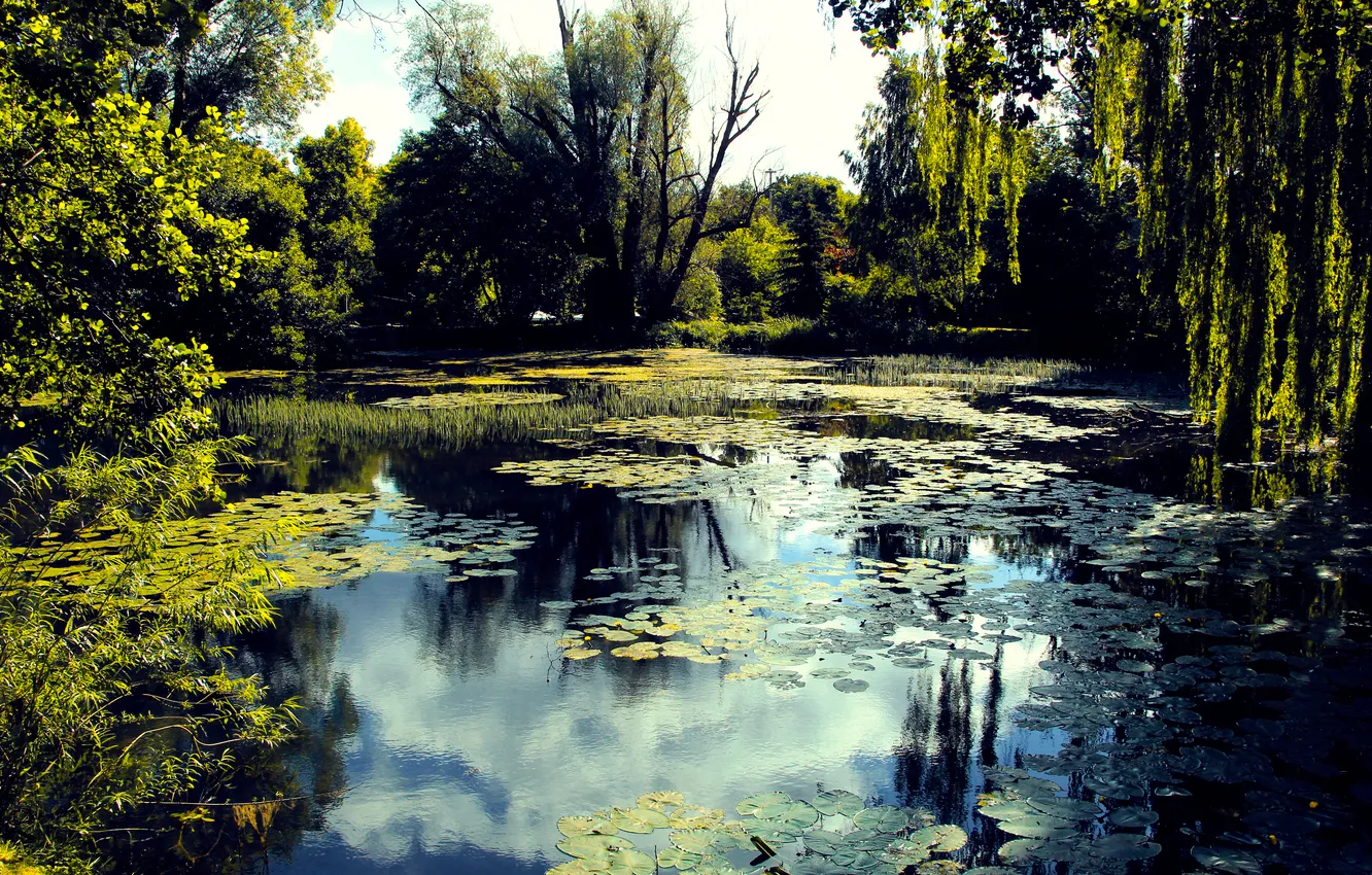 Photo wallpaper park, lake, pond