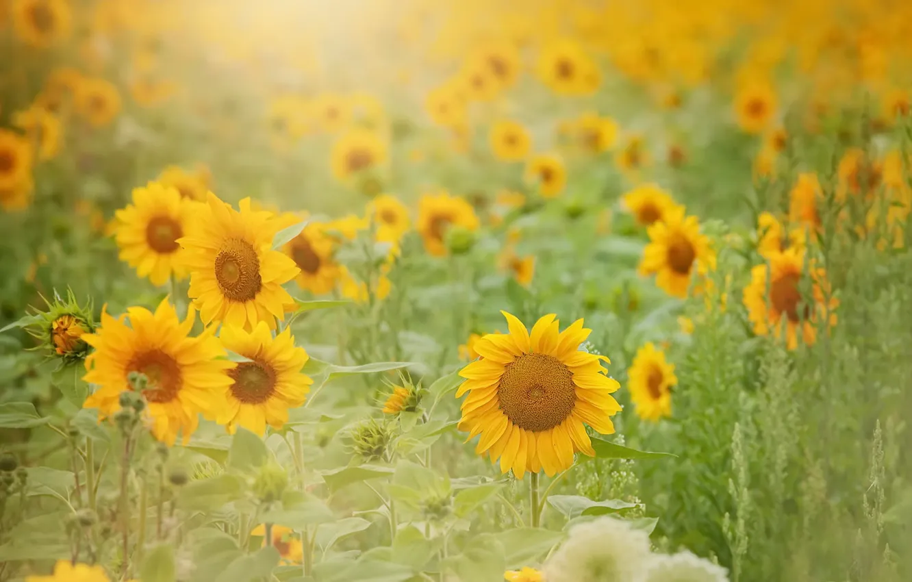 Photo wallpaper summer, sunflowers, nature