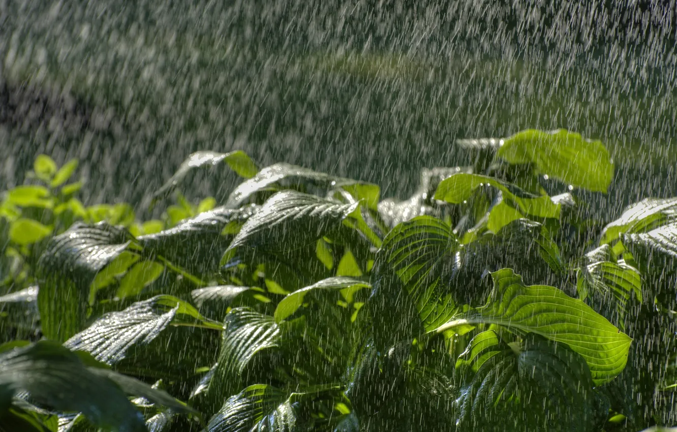 Photo wallpaper grass, leaves, nature, rain