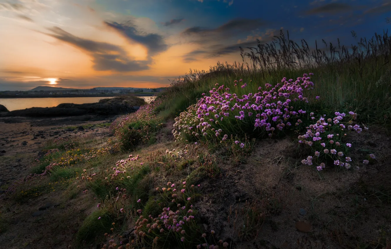 Photo wallpaper sea, sunset, flowers, coast, Scotland, Scotland, Ali, Elie