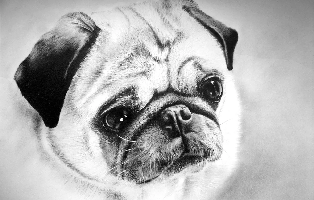 Photo wallpaper portrait, dog, pencils, face