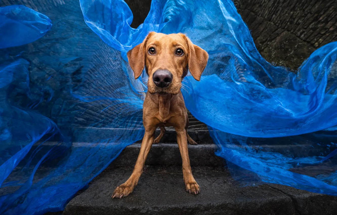 Photo wallpaper look, blue, nature, pose, dog, paws, fabric, stage