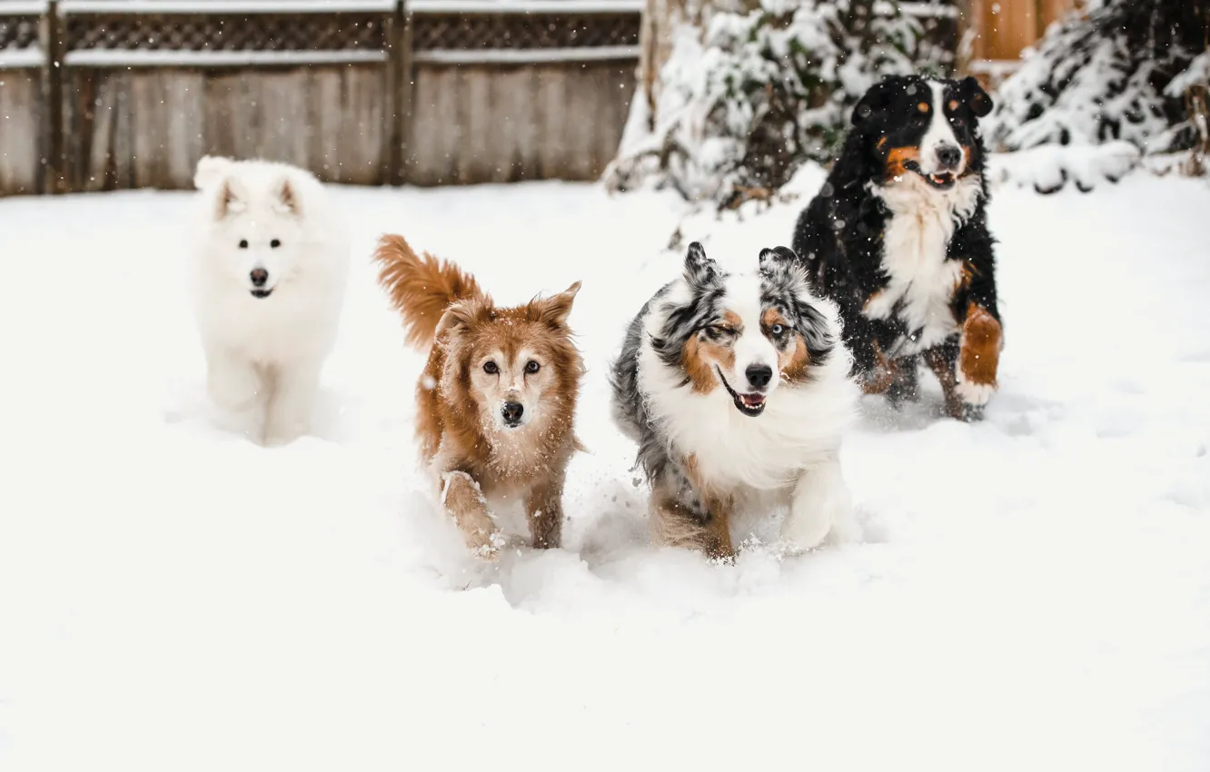 Photo wallpaper winter, snow, nature, pose, each, dog, running, yard